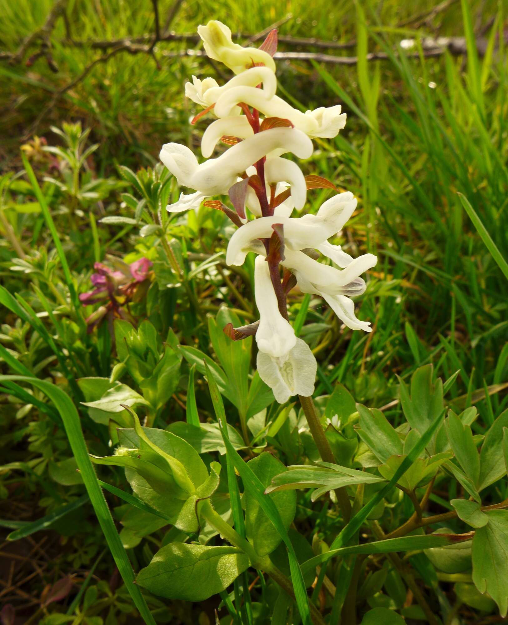 Слика од Corydalis cava (L.) Schweigger & Koerte