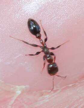 Image of Pseudomyrmex ejectus (Smith 1858)