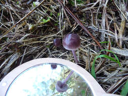 Image of Mycena diosma Krieglst. & Schwöbel 1982