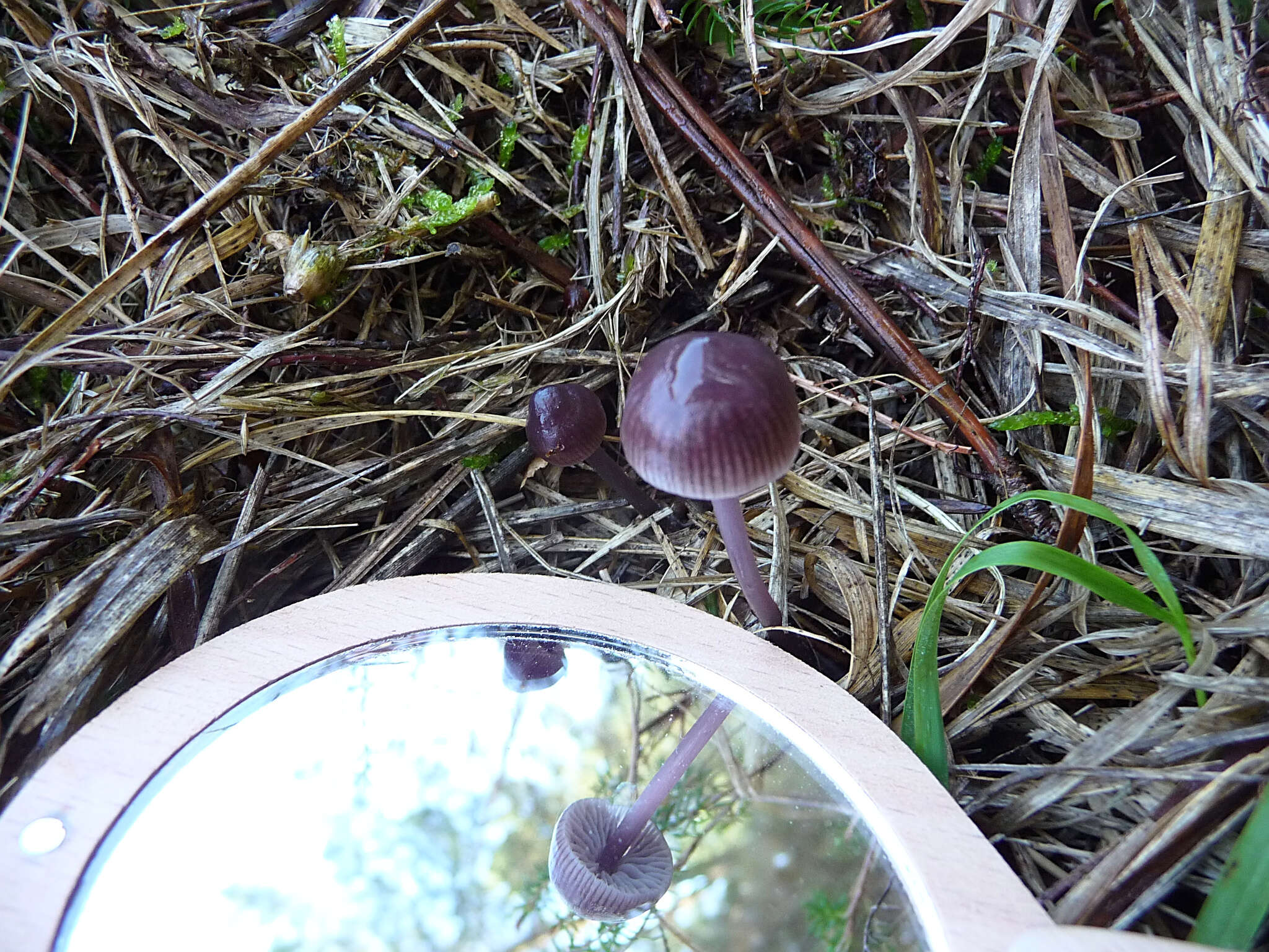 Image of Mycena diosma Krieglst. & Schwöbel 1982