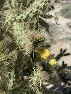 Image of Cylindropuntia sanfelipensis (Rebman) Rebman