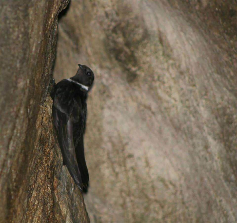 Image of White-collared Swift