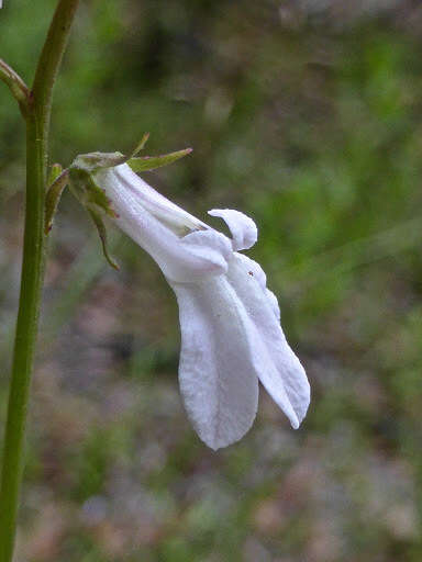 Image of White Lobelia