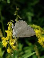 Image of <i>Celastrina neglectamajor</i>