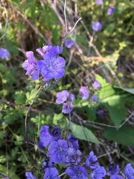 Phacelia maculata Wood的圖片