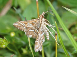 Plancia ëd Diasemia reticularis Linnaeus 1761