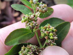 Слика од Euphorbia hypericifolia L.