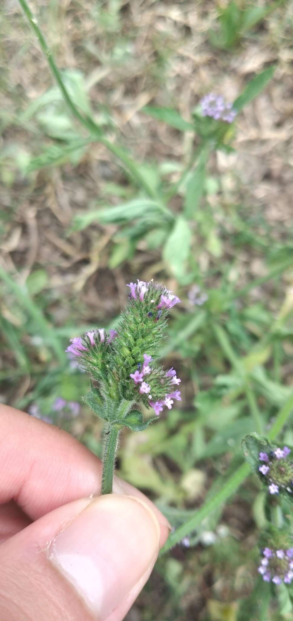 Image of Verbena hispida Ruiz & Pav.