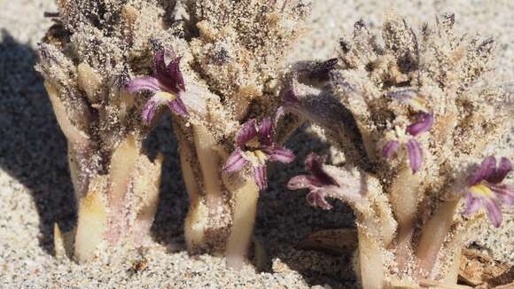 Image of desert broomrape