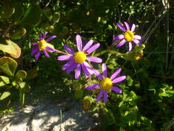 Image de Senecio arenarius Thunb.