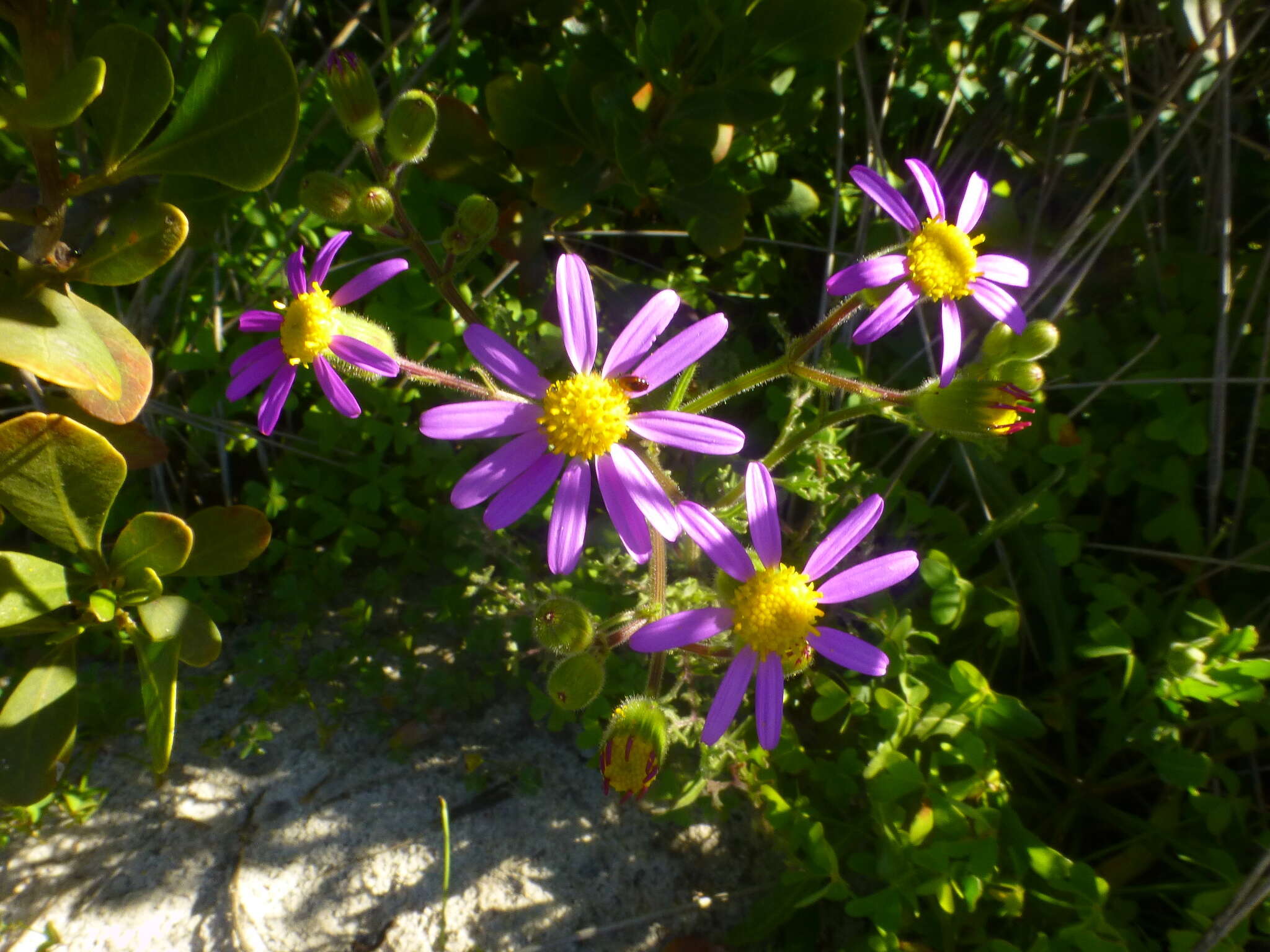 Plancia ëd Senecio arenarius Thunb.