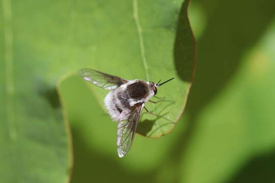 Image of Bombylius incanus Johnson 1907