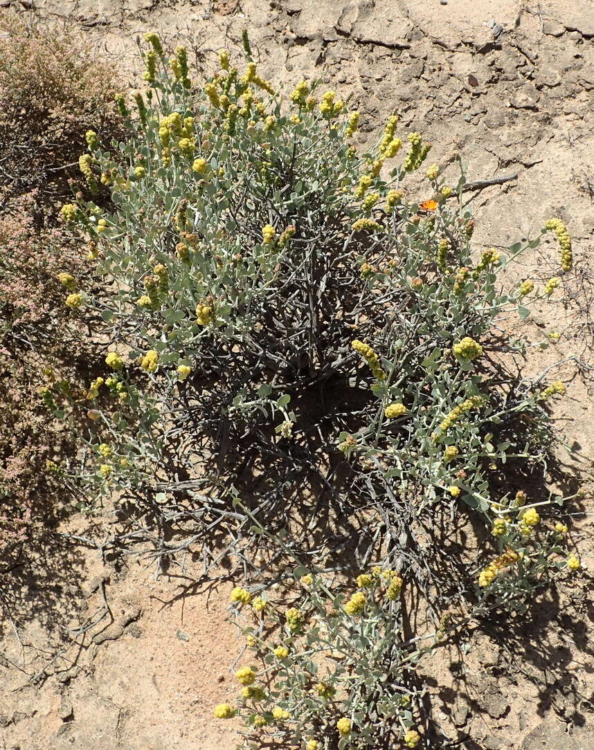 Image of Baconbush