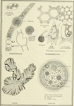 Image of Chlorophyceae