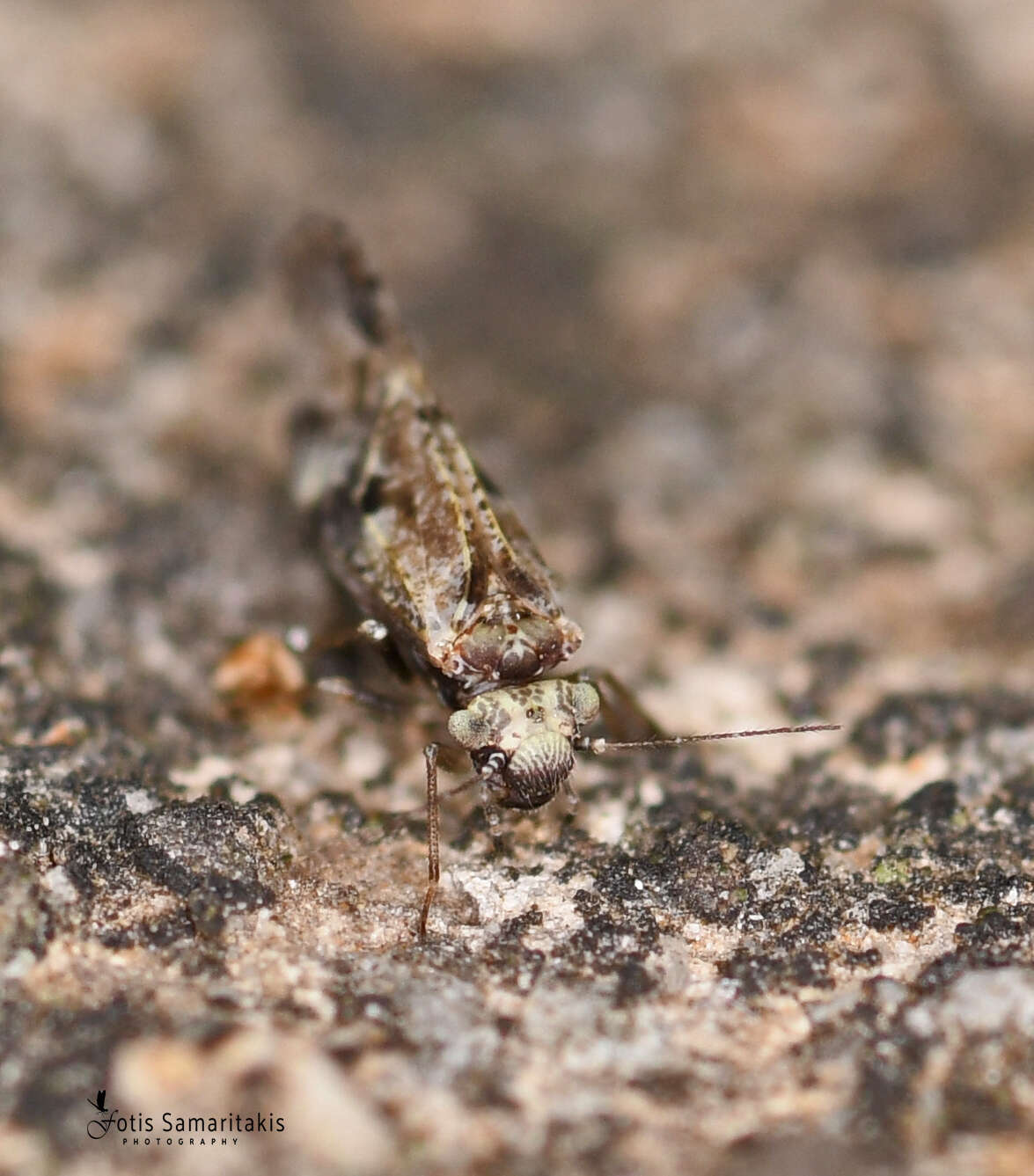 Loensia fasciata (Fabricius & J. C. 1787) resmi