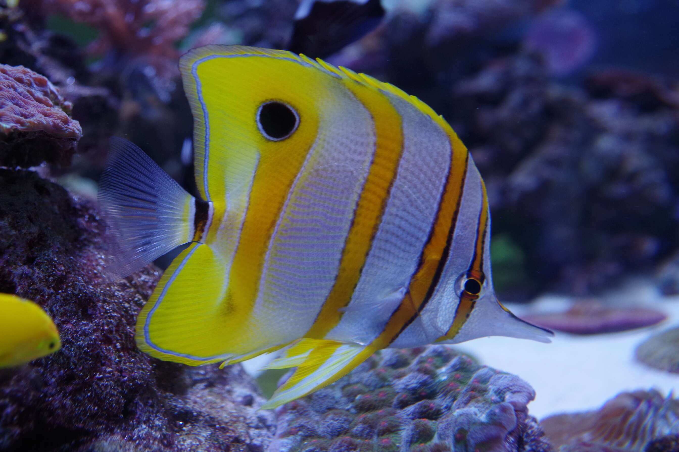 Image of Banded Longsnout Butterflyfish