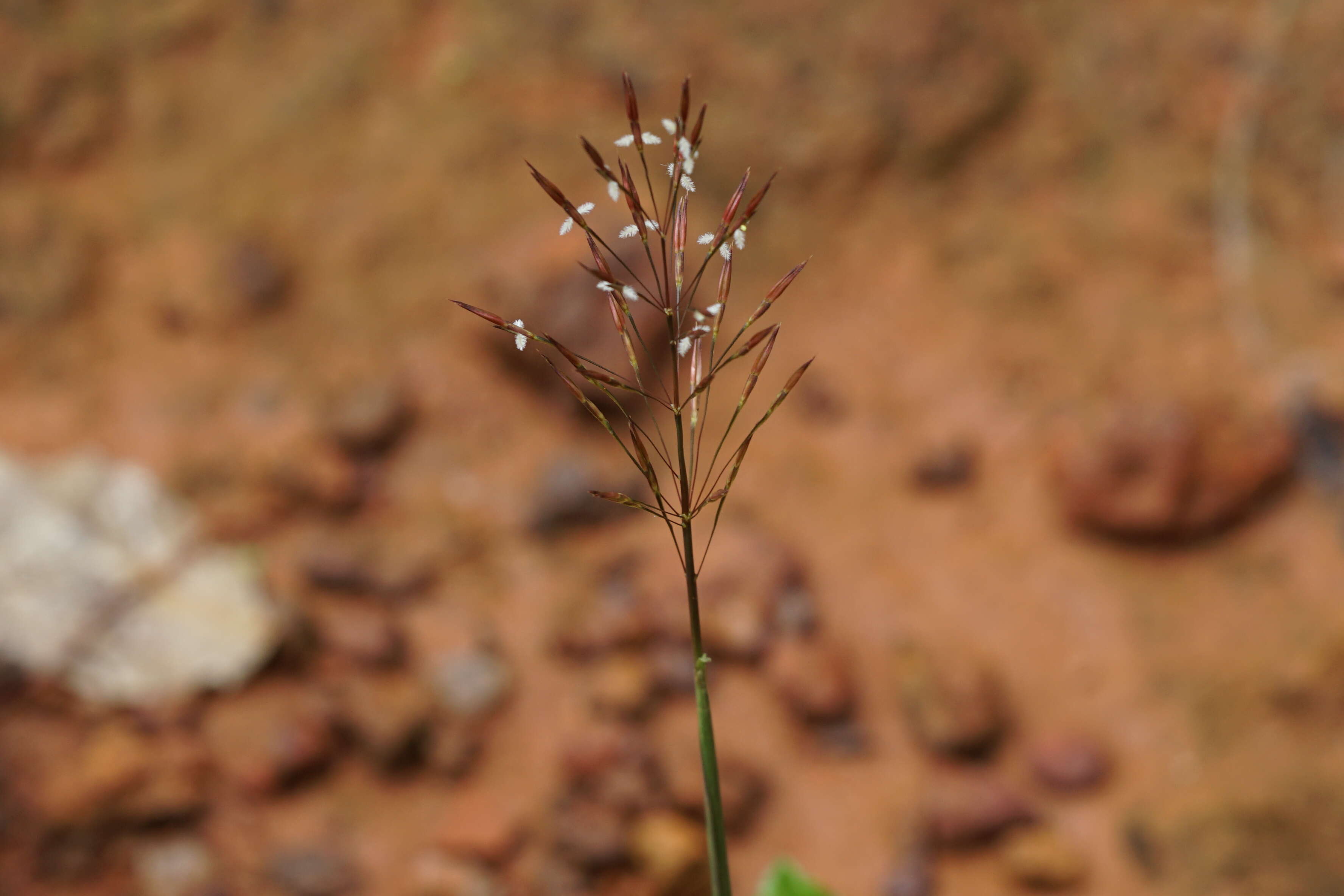 Image of golden false beardgrass