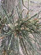 Image of Allocasuarina fraseriana (Miq.) L. A. S. Johnson