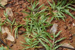 Image of golden false beardgrass