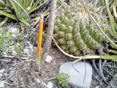 Sivun Thelocactus conothelos subsp. conothelos kuva