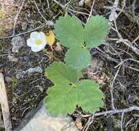 Image of Virginia strawberry