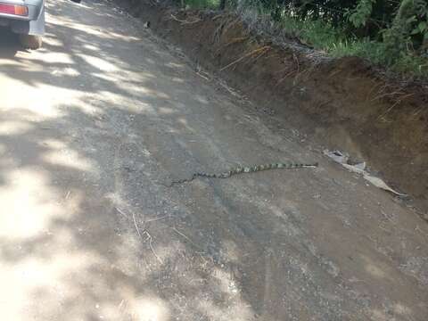 Image of Shropshire's Puffing Snake