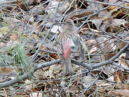 Imagem de Carpodacus roseus (Pallas 1776)