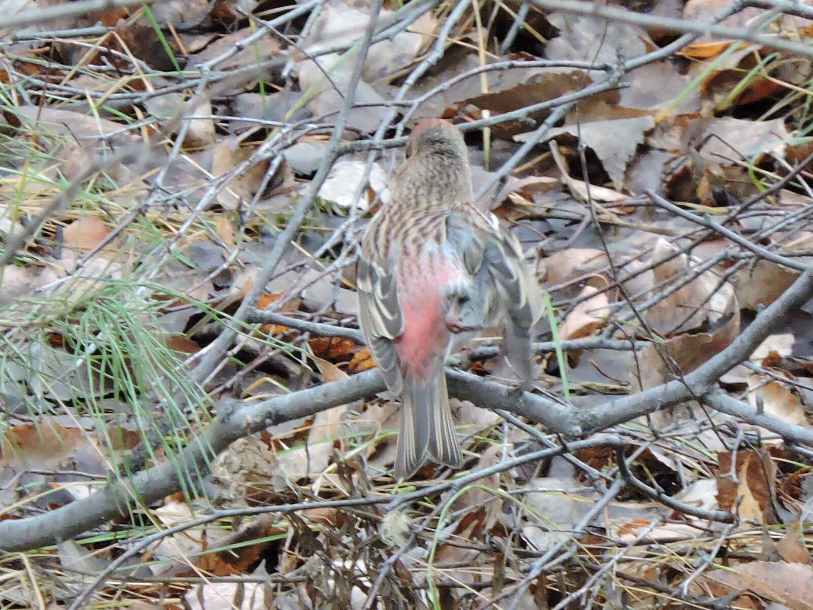 Imagem de Carpodacus roseus (Pallas 1776)