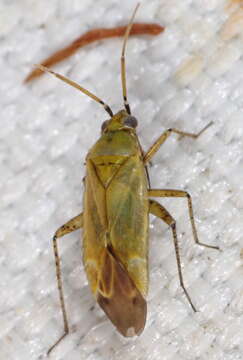 Image of Trefoil Plant Bug