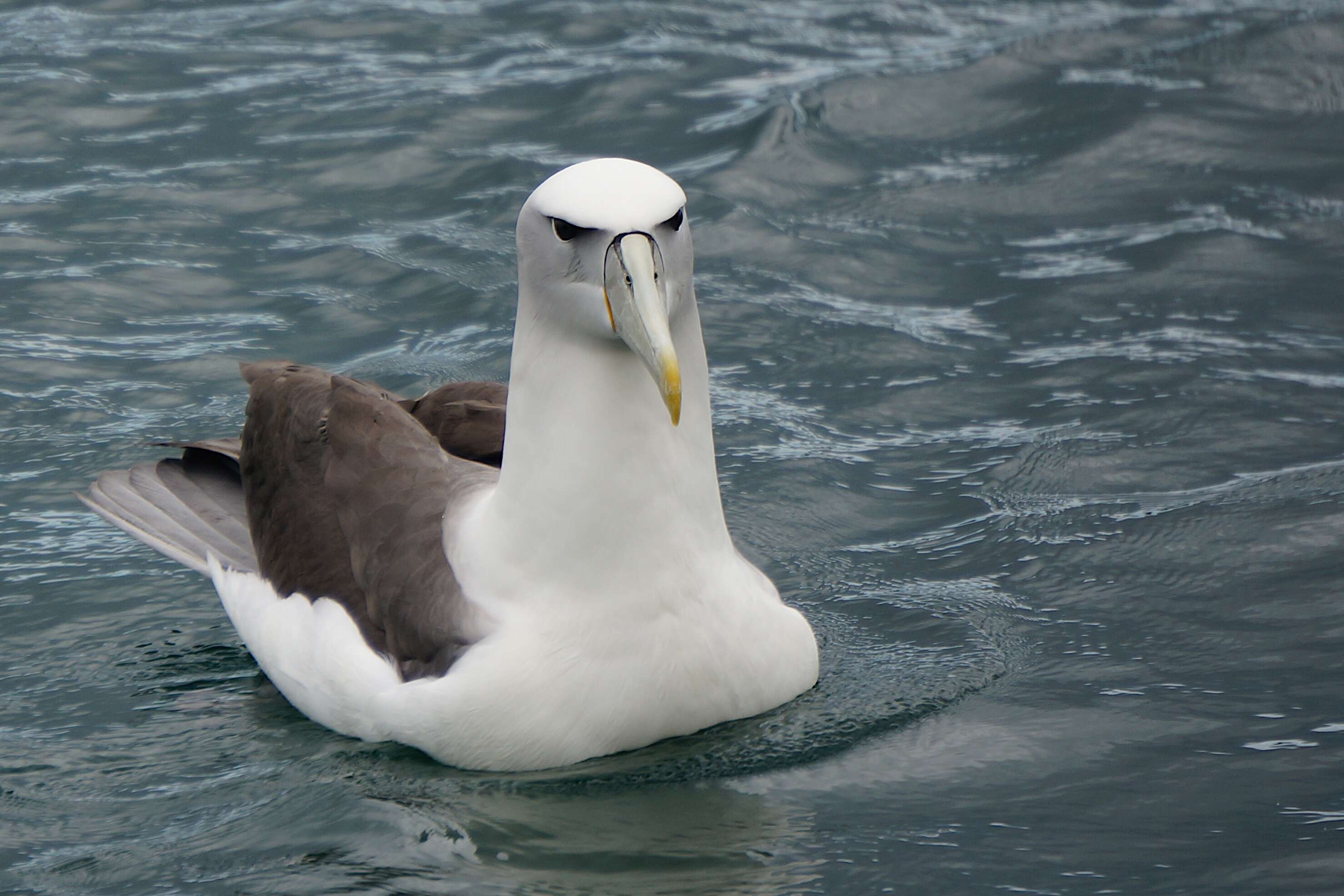 Image of White-capped Albatross