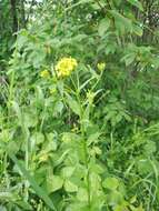 Image of Erysimum aureum M. Bieb.