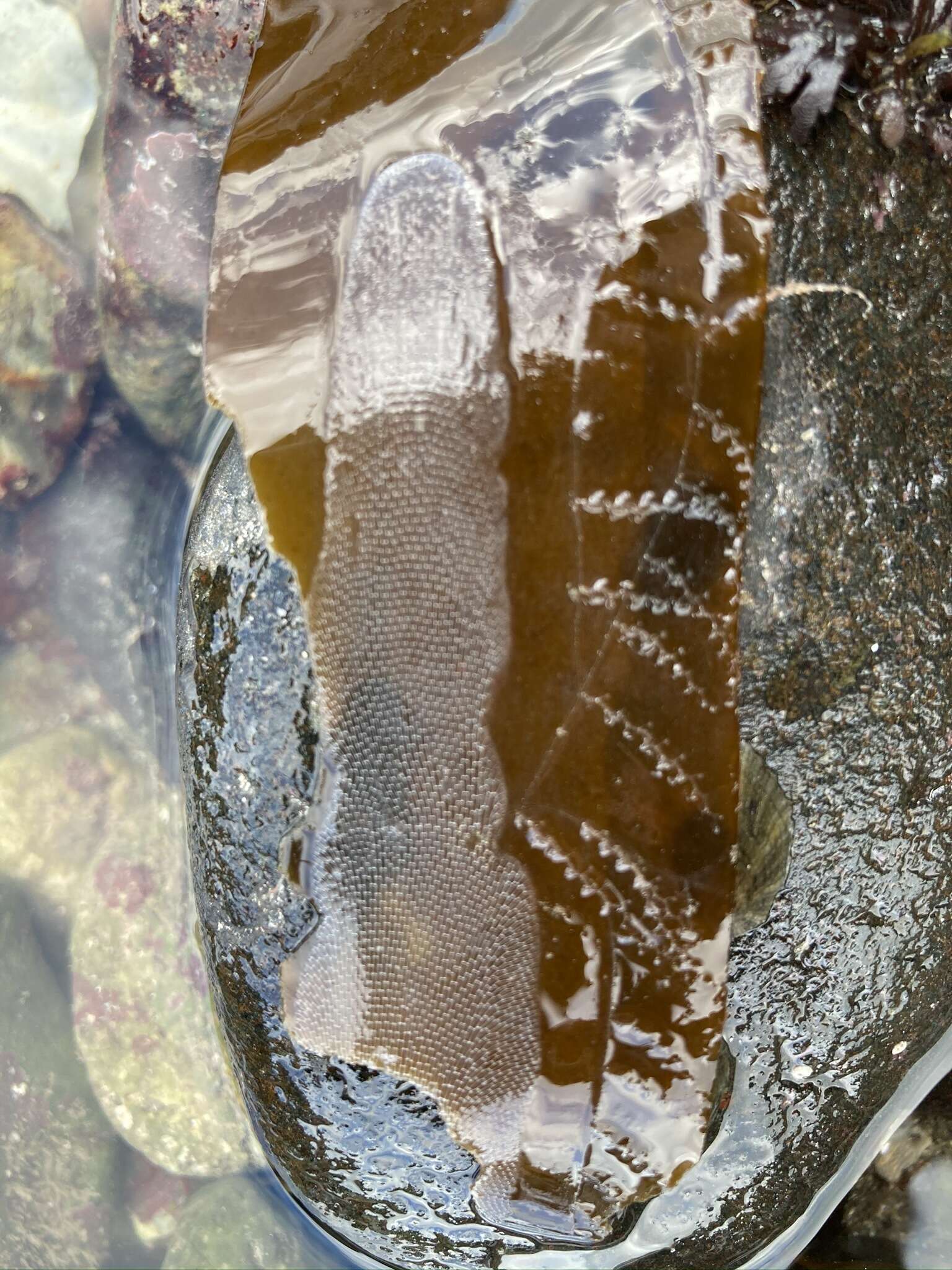 Image of Marine bryozoan