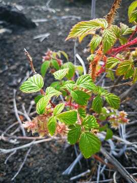 صورة Rubus sachalinensis H. Lév.