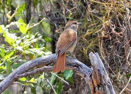 Image of Rufous-tailed Palm Thrush