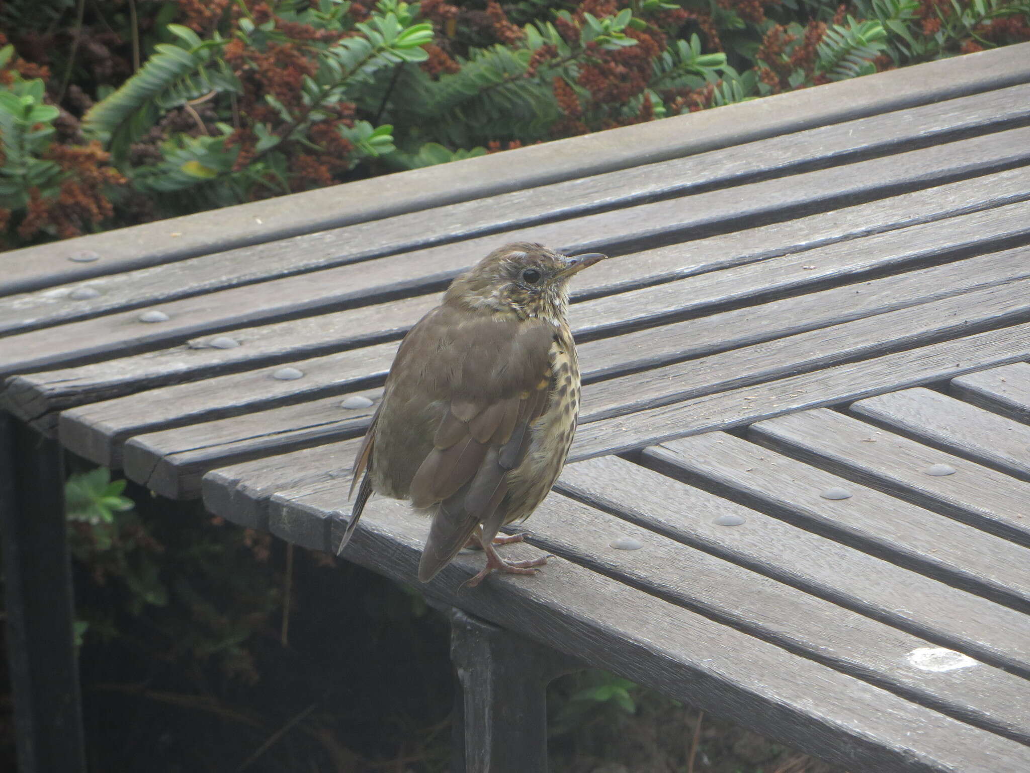 Image of Song Thrush