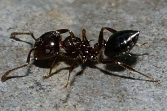 Image of Crematogaster ashmeadi Mayr 1886