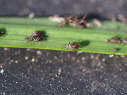 Image of Aphid