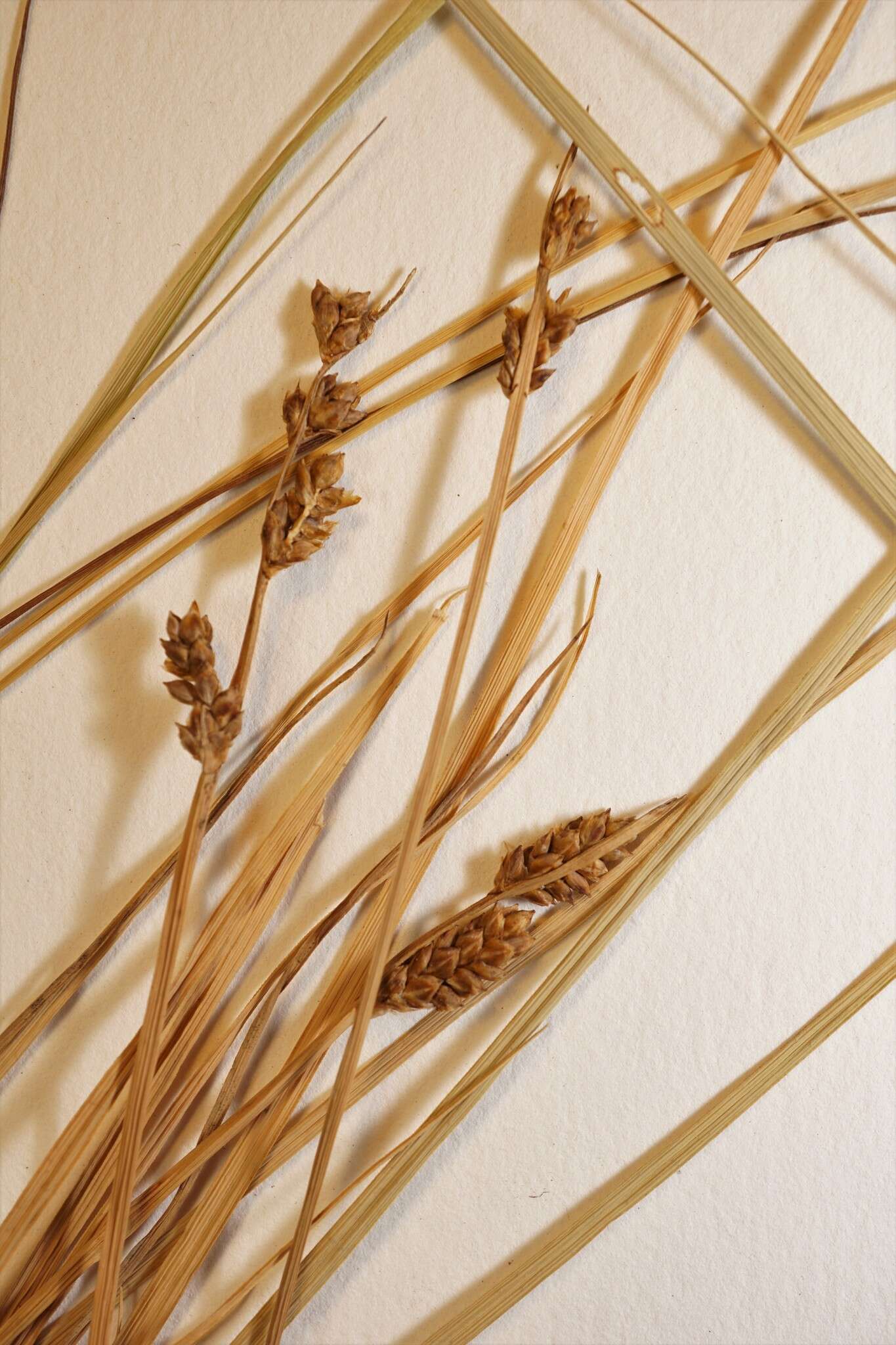 Image of Mackenzie's Sedge