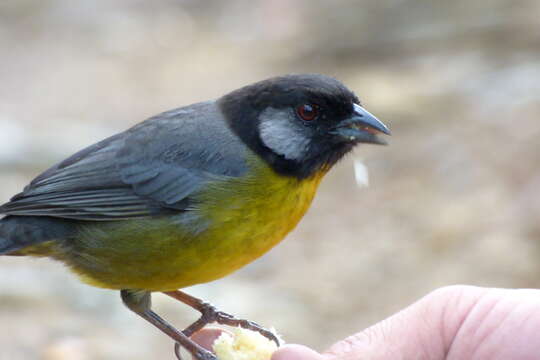 Image of Santa Marta Brush Finch