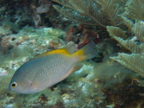 Image of Damselfish