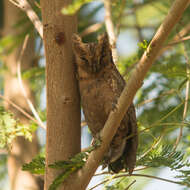 Image of Mantanani Scops Owl