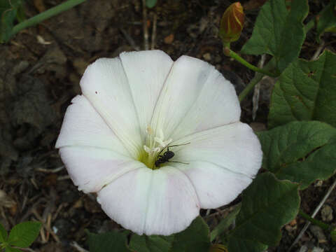 Image of Field Bindweed