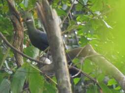 Image of Verreaux's Turaco