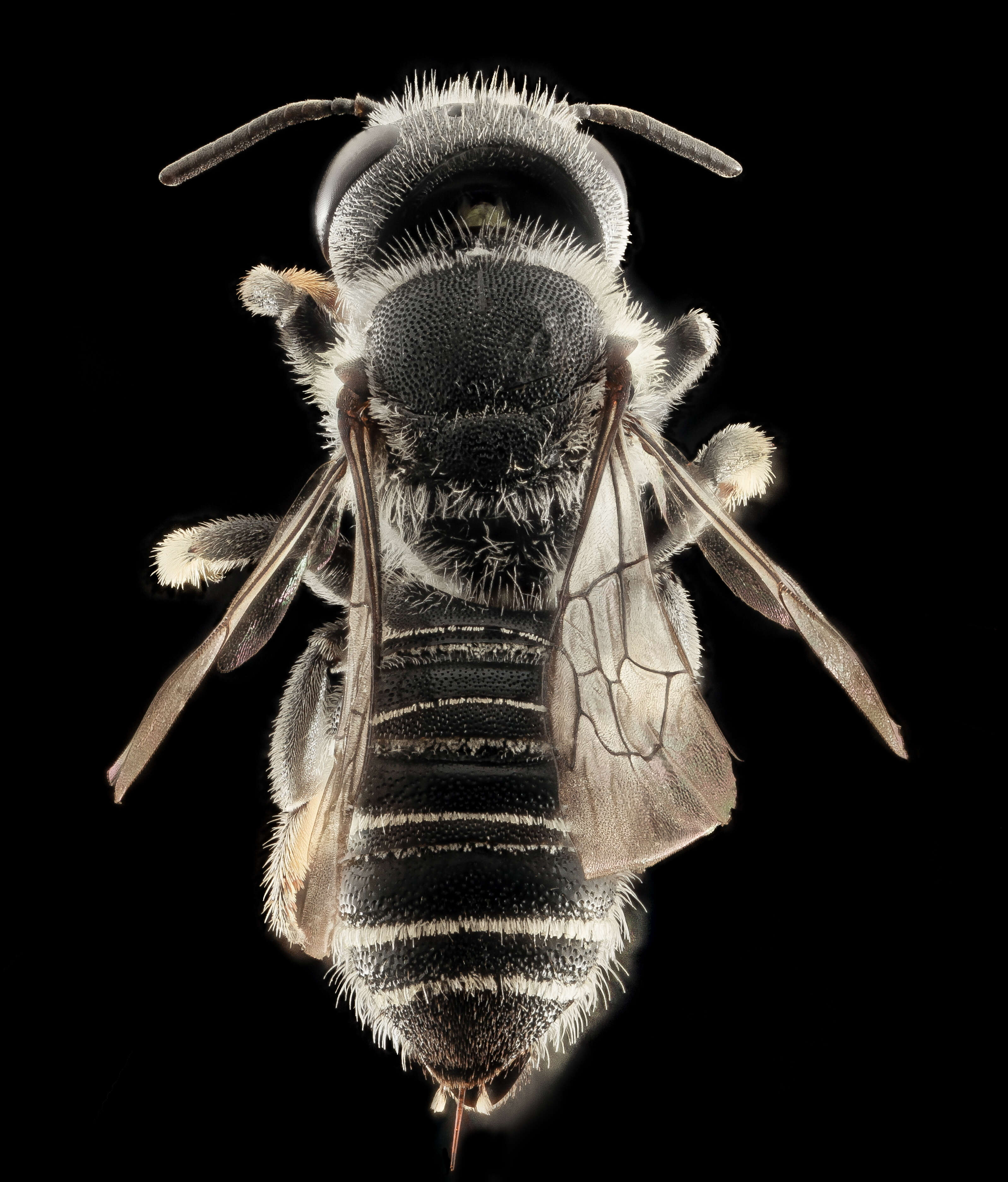 Megachile exilis Cresson 1872 resmi