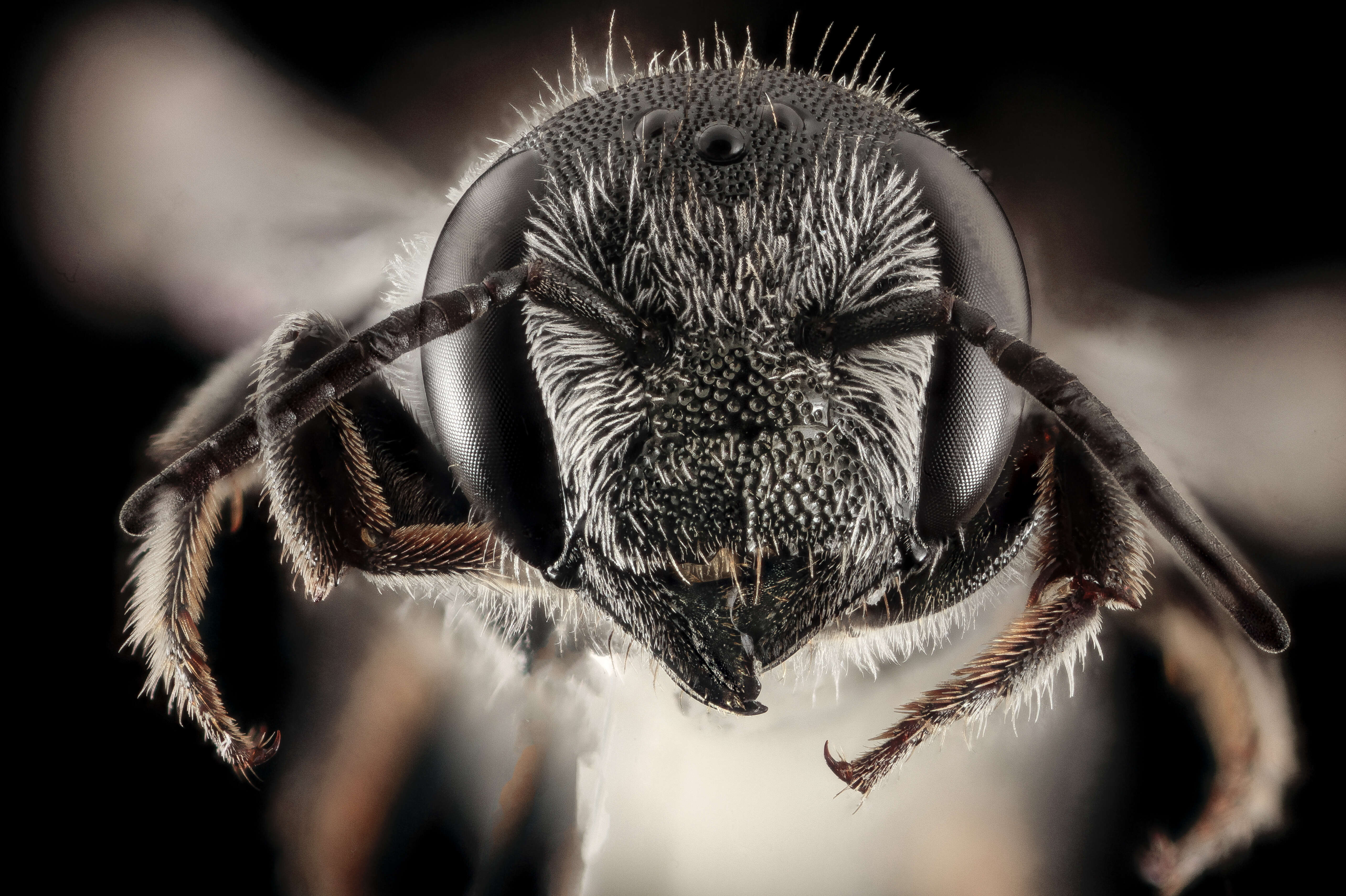 Image of Slender Resin Bee