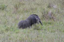 Image of Giant anteaters