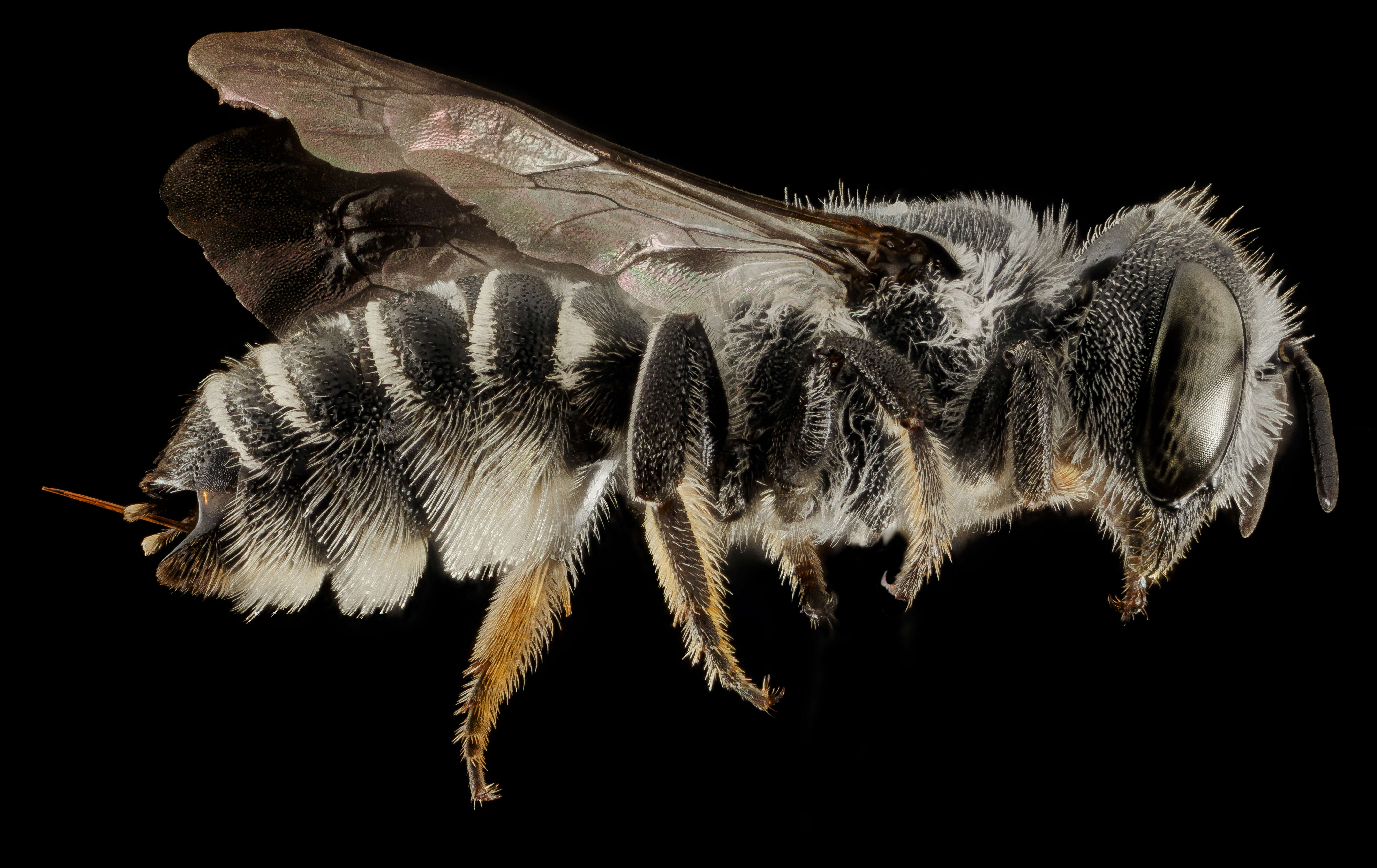 Megachile exilis Cresson 1872 resmi