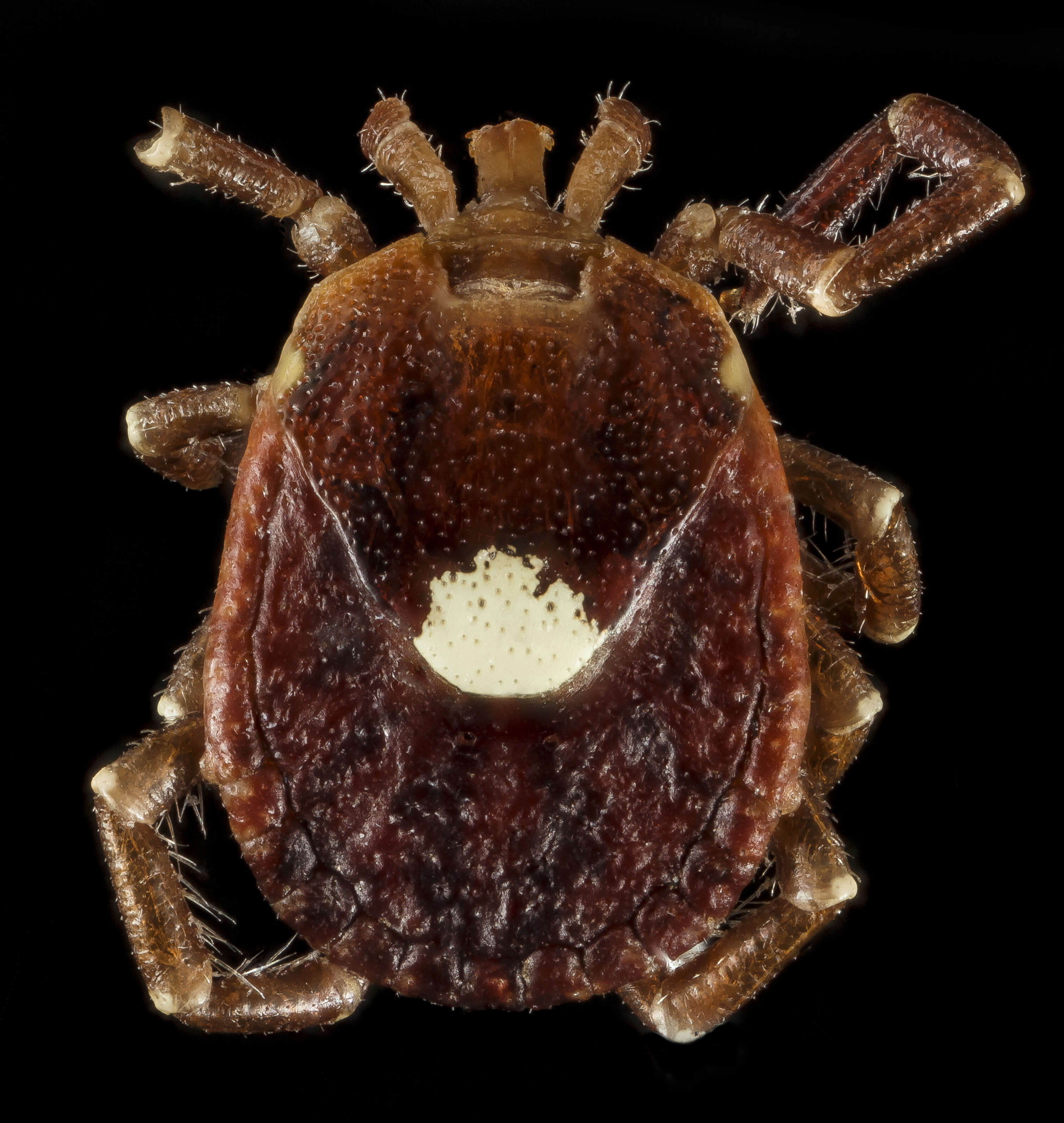 Image of Lone Star Tick