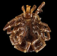 Image of Lone Star Tick