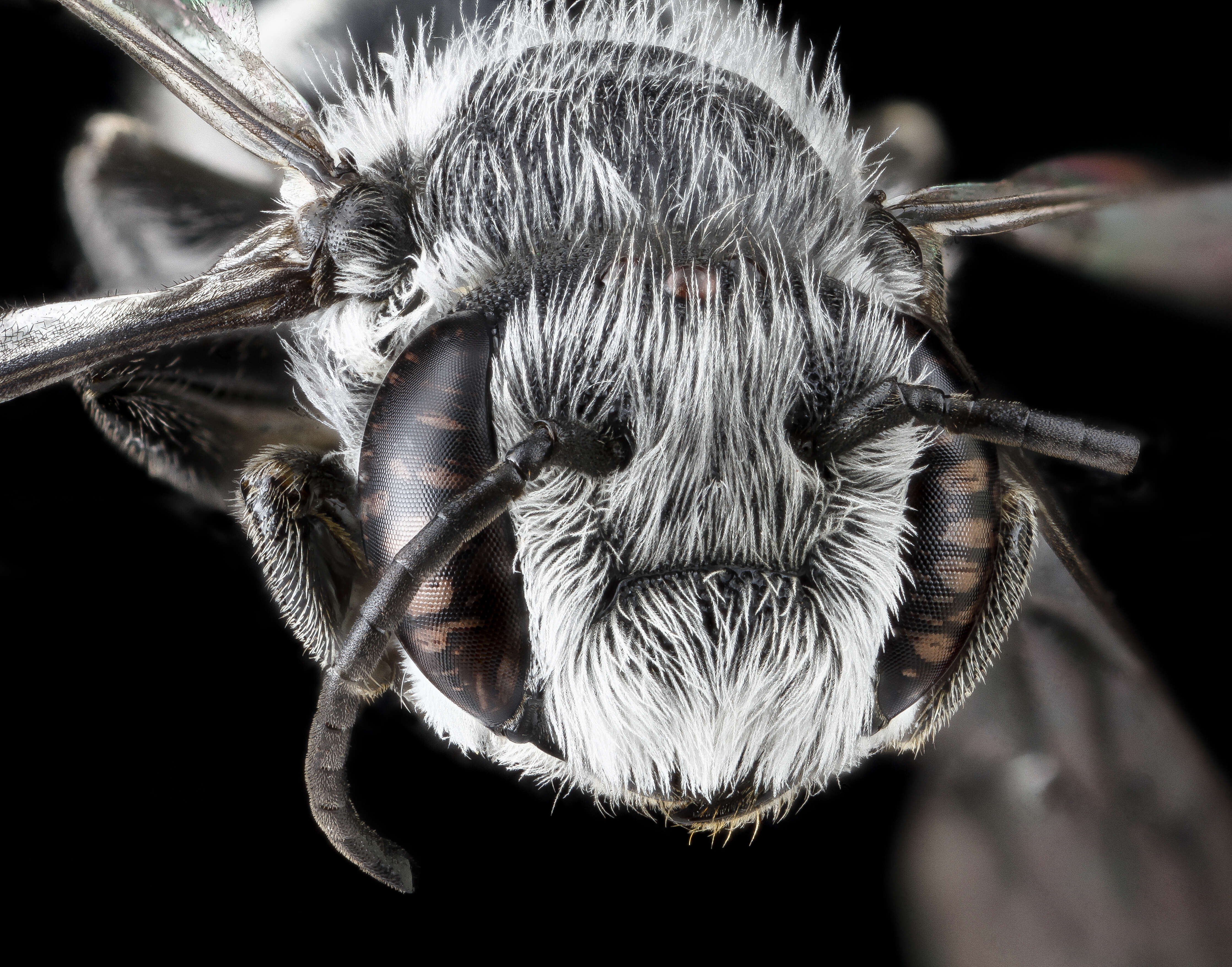 Image of Bellflower Resin Bee